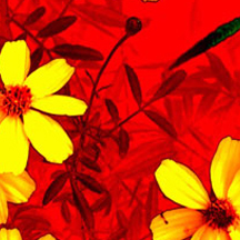 免费cc攻击测试